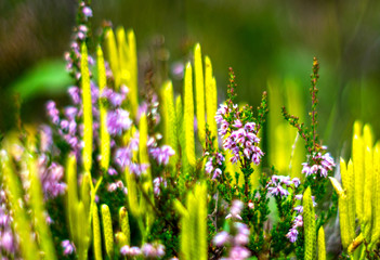 Fototapeta na wymiar Heather flowers in a summer forest.