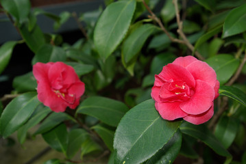 Beautiful summer red camellia flowers.