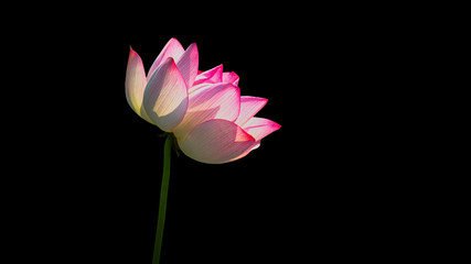 Fototapeta premium Pink Lotus flower (water lily) isolated on black background with Clipping Paths.