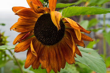Decorative plant red sunflower.