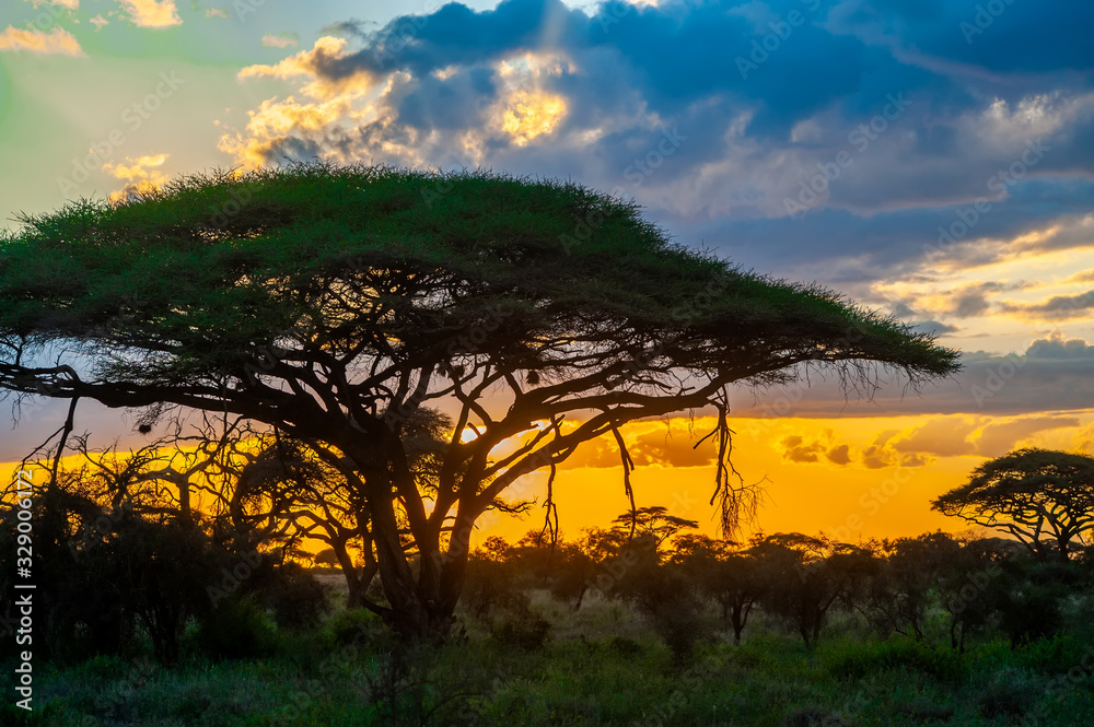 Canvas Prints Sunrises in Amboseli National Park, Kenya