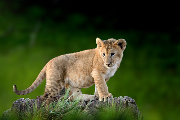 African lion cub, National park of Kenya, Africa