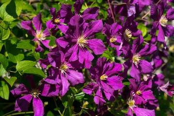 Huge beautiful clematis flowers in summer.