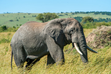 Naklejka na ściany i meble Elephant in National park of Kenya, Africa