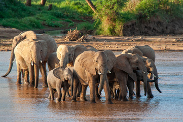 Group elephant in river. National park of Kenya