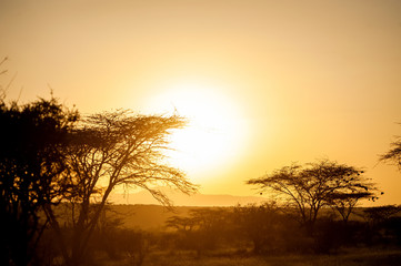 Sunrises over the acacia trees of Amboseli National Park, Kenya