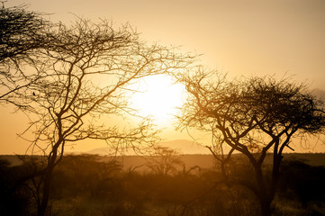 Sunrises over the acacia trees of Amboseli National Park, Kenya