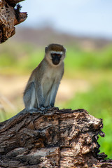 Vervet monkey on branch in the National Reserve of Africa, Kenya. Animal in the habitat