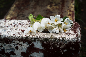 Beautiful spring flowers apple tree.