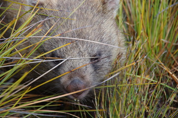 Wombat hiding in tall grass