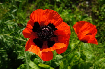 Beautiful red poppy flowers in summer.