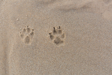 City Carnikava, Latvia. In the sand dog footprints. Travel photo.