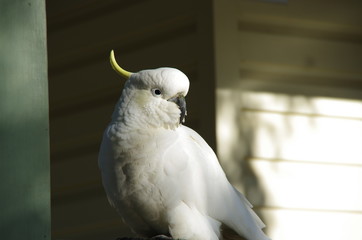 Cockatoo sitting 