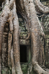 Ta Prohm temple near Angkor Wat, Cambodia