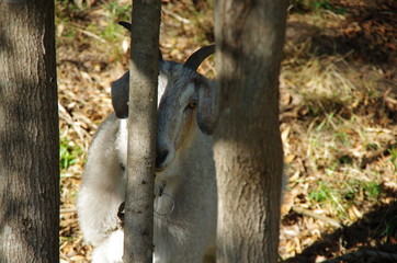 Goat hiding behind tree
