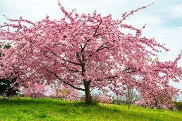 Fototapeta premium 豊前の河津桜