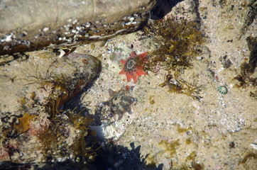 Starfish underwater