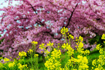 Obraz premium 豊前の河津桜