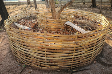 Large bamboo basket which  made around tree  to store dry leaves for compost.