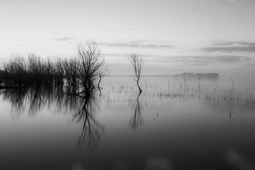 A perfectly symmetric view of a lake, with trees and clouds reflections on water