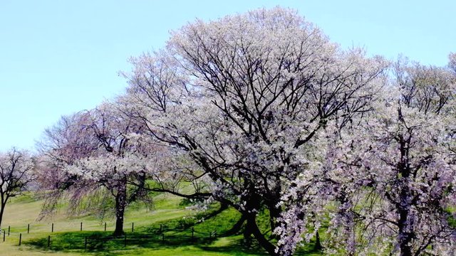 呉羽山公園都市緑化植物園　満開の桜の大木
