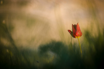 poppy in the field