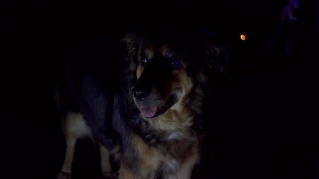 Portrait of a police dog, at night, lit by police red and blue flashing lights.