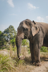 Fototapeta na wymiar Big thai elephant eating grass