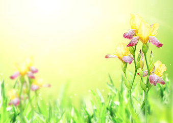 Flowers of iris of yellow and purple colors