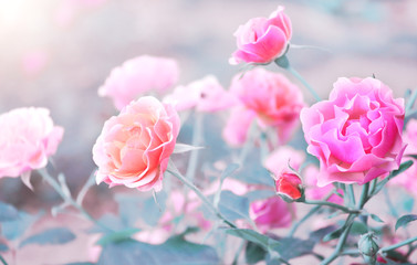 Obraz na płótnie Canvas Sommerwind rose flowers on sunny background