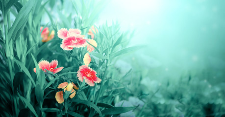 Beautiful magic spring scene with carnation flowers