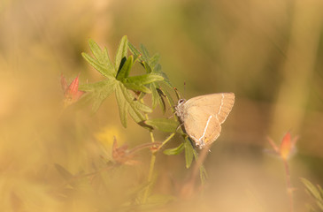 butterfly on leaf