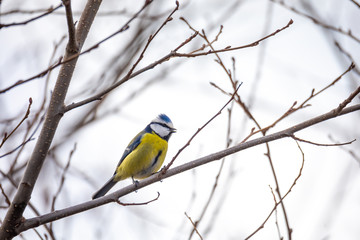 Eurasian blue tit in the nature