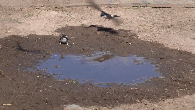 Mehlschwalben (Delichon urbicum) sammeln Nistmaterial an Pf&uuml;tze