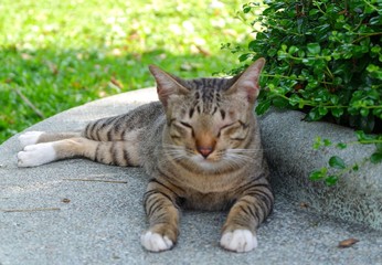 Naklejka na ściany i meble Cat lay down on street in the park