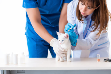 Two young vet doctors examining sick cat