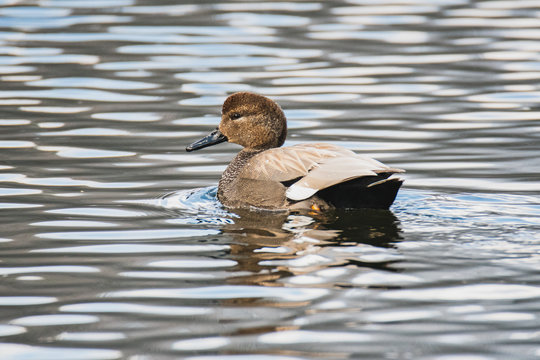 A picture of a Gadwall swimming in the pond.    Vancouver  BC  Canada