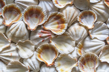 Seashell background, lots of different seashells piled together.Selective focus.