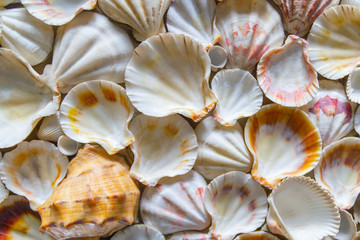 Seashell background, lots of different seashells piled together.Selective focus.