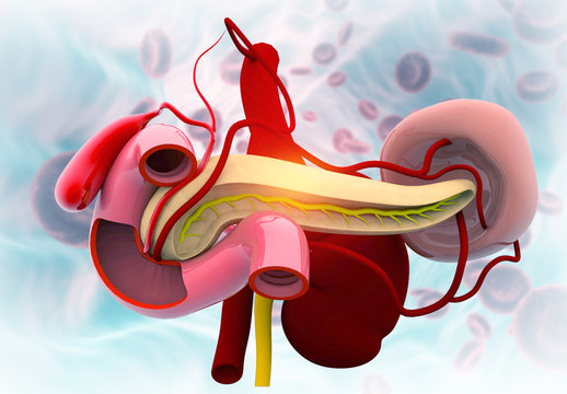 Human pancreas anatomy. Medical background. 3d illustration..