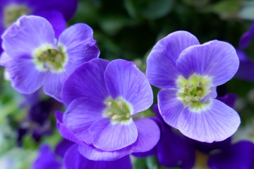Blue flowers close-up. Spring floral gentle background. Blue flowers in green leaves