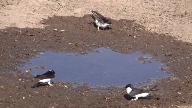 Mehlschwalben (Delichon urbicum) sammeln Nistmaterial an Pf&uuml;tze