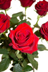 red roses close-up on a white background, isolate
