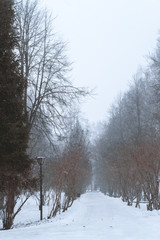 Trees with snow road, lamp and trees. Great background with copyspace. Winter and snow landscape. Vertical stock photo.