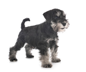 miniature schnauzer in studio