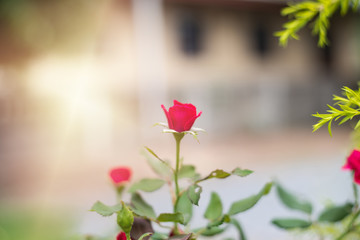 Obraz premium Red flowers on blur background.