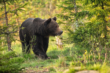 Magnificent brown bear, ursus arctos, male going between trees on meadow. Majestic animal wildlife in spring from low angle. Mammal walking in nature at sunrise.