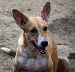 Street Dog looking towards the Camera during evening time in Delhi India, Street Dog searching for...