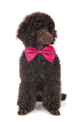 puppy toy poodle