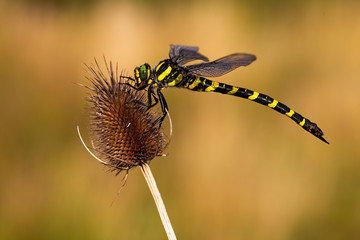 Mature golden ringed dragonfly, cordulegaster boltonii, sitting still on a dry thistle in summer....